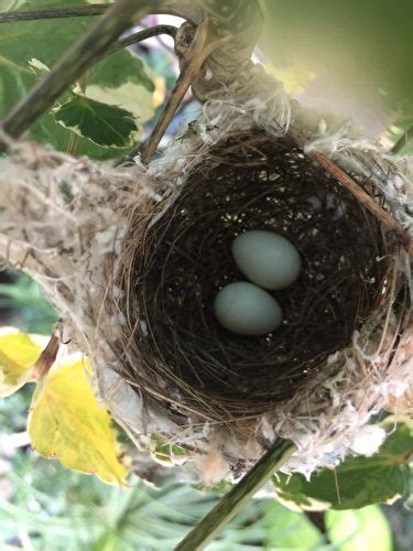 家中有鳥來築巢|野鳥庭前築巢 預示居家風水好兆頭 